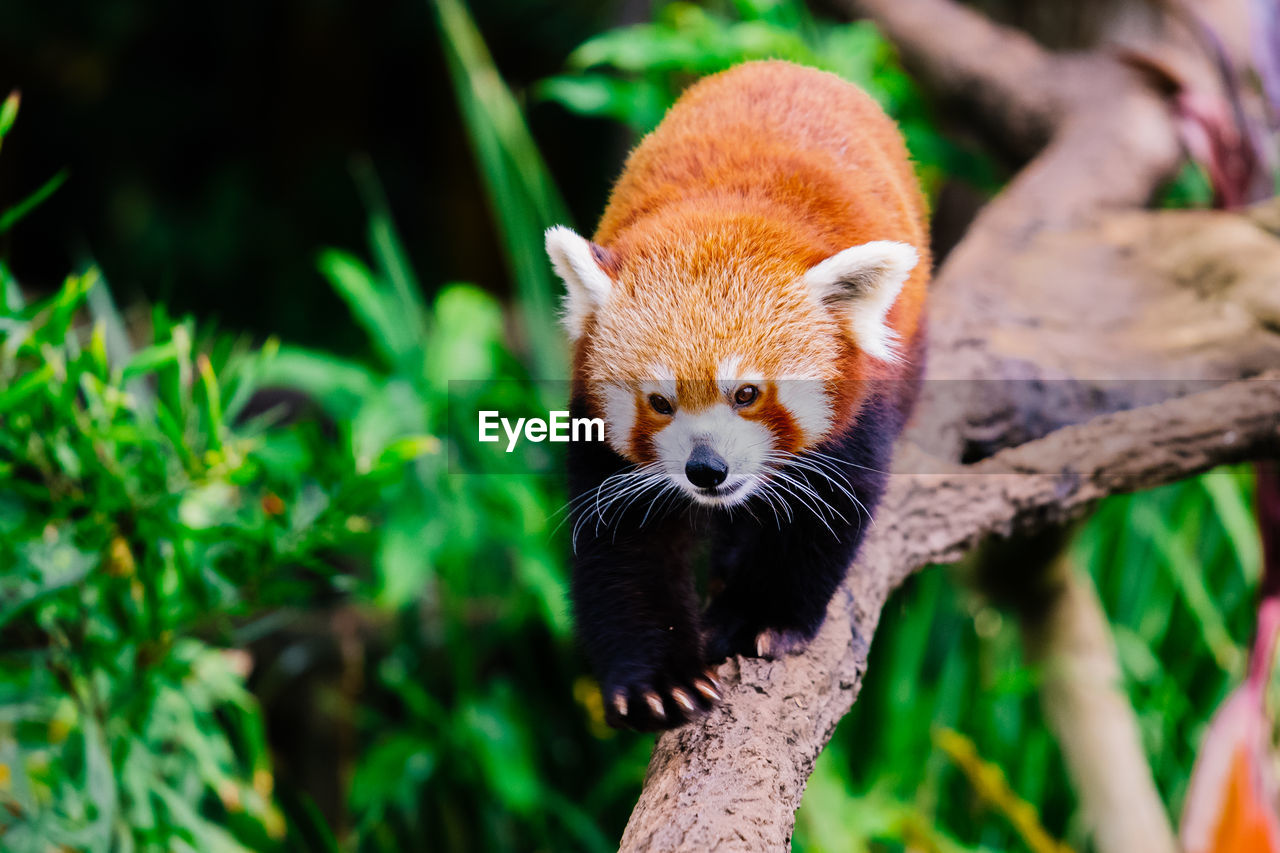 Red panda on tree