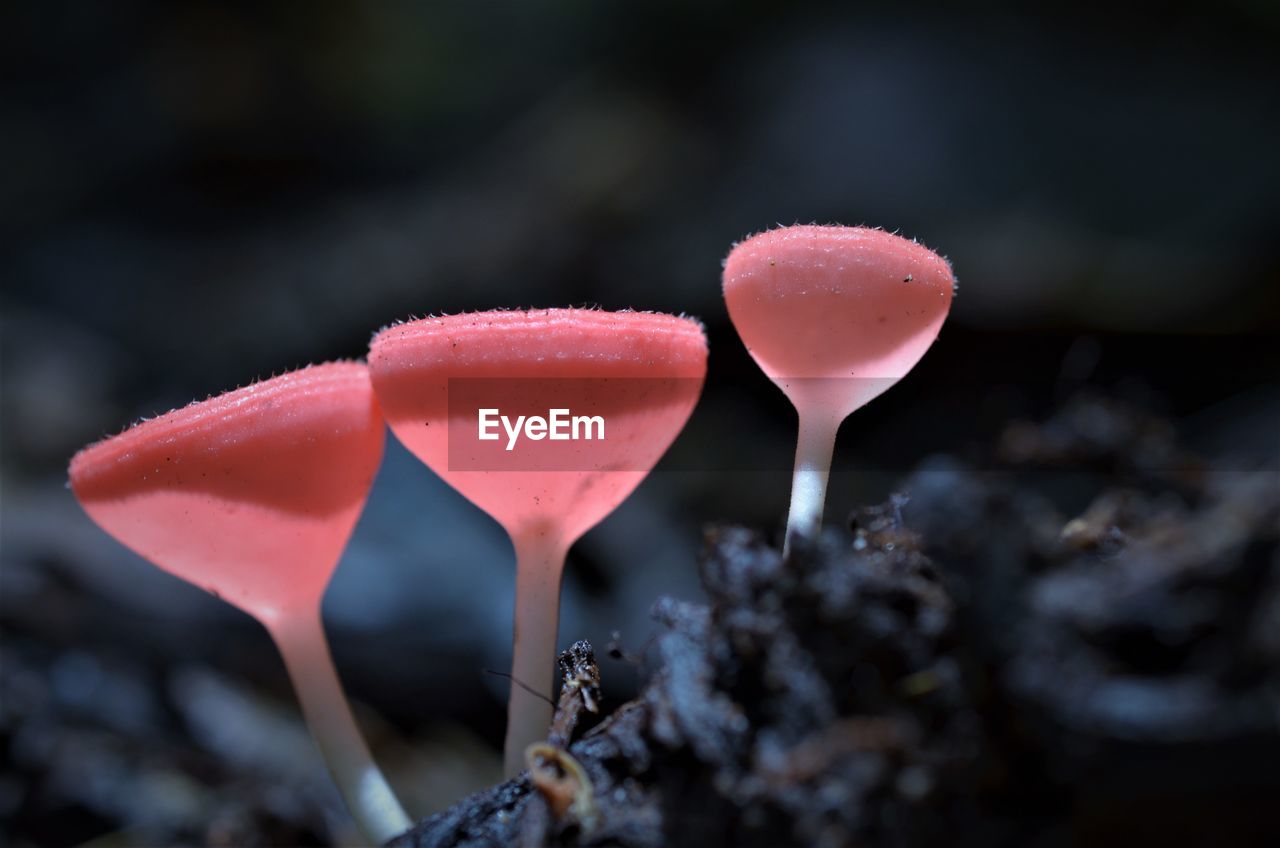 Close-up of red mushrooms