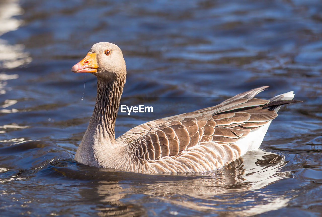 Close-up of greylag goose swimming in lake