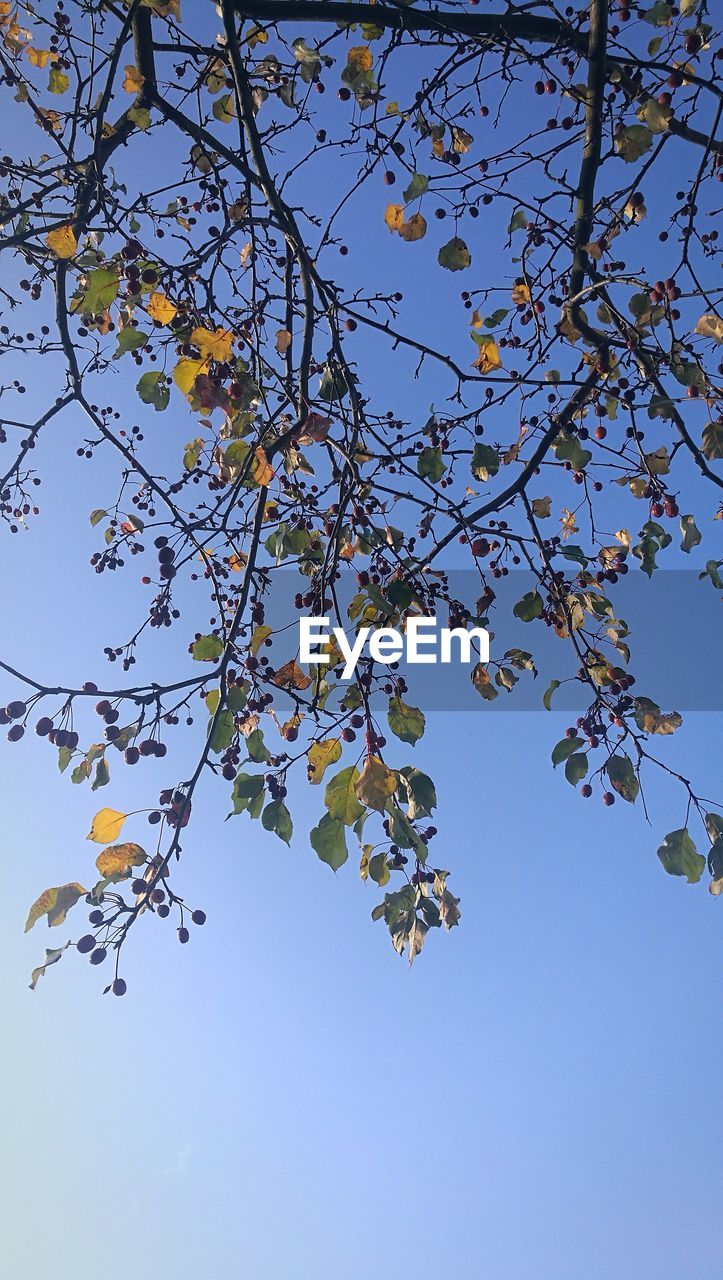 LOW ANGLE VIEW OF FLOWER TREE AGAINST BLUE SKY