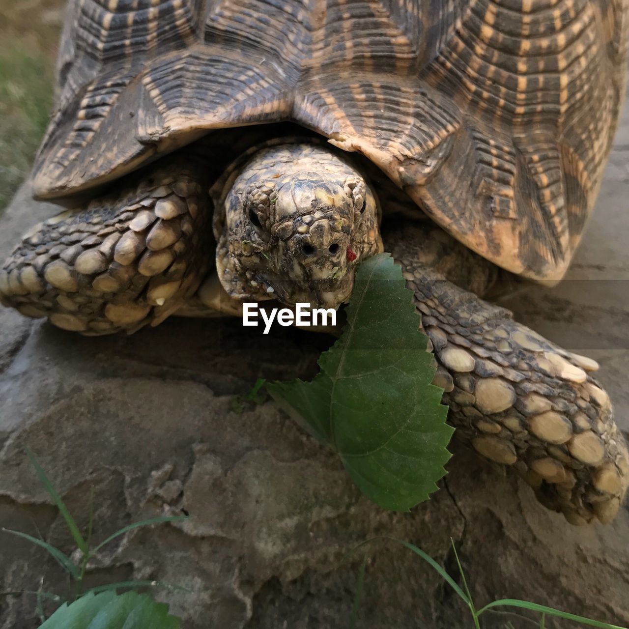 CLOSE-UP OF TURTLE IN ZOO