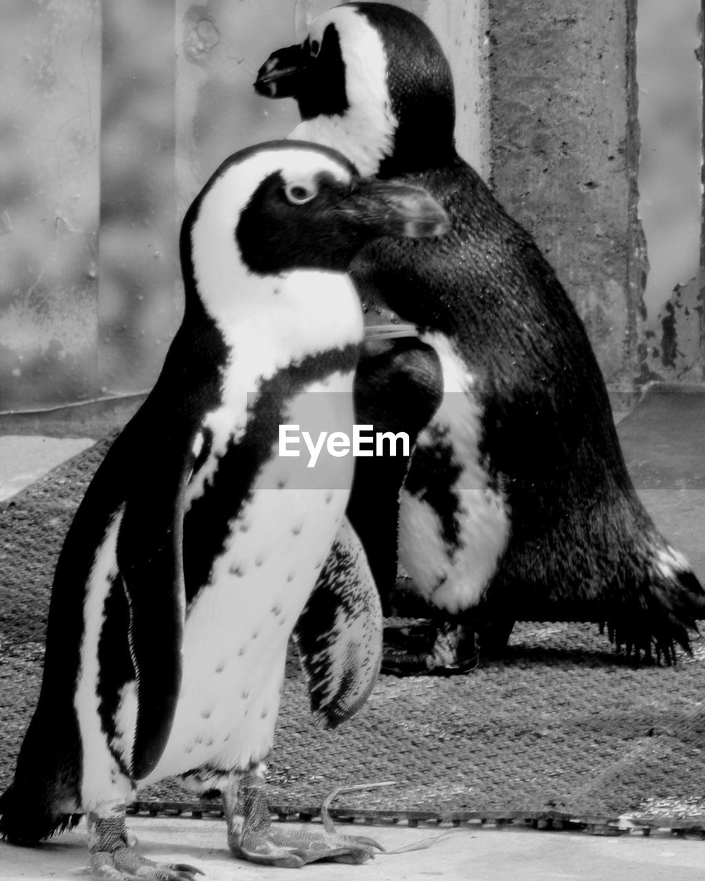 View of two african penguins 