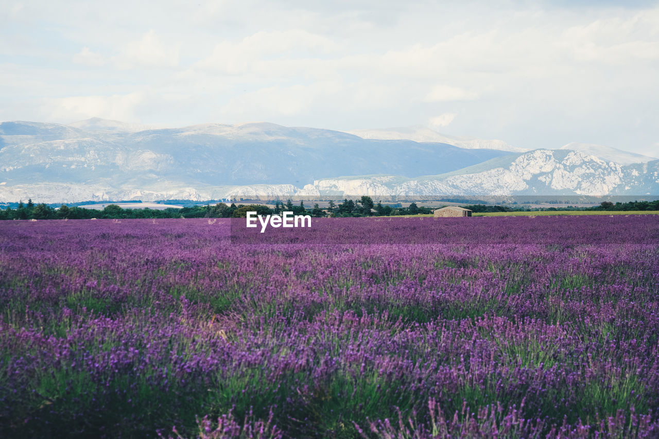 Purple flowering plants on field against sky