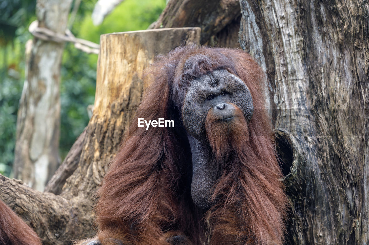 Close up view of orang-utan in the zoo, singapore