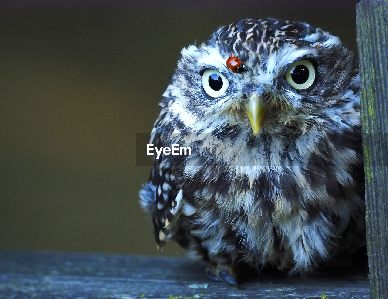 Close-up portrait of little owl athene noctua