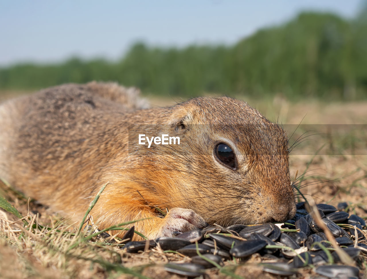 animal, animal themes, animal wildlife, one animal, wildlife, mammal, nature, rodent, squirrel, no people, whiskers, grass, close-up, plant, eating, day, outdoors, selective focus, land, brown, prairie, side view, cute, prairie dog, portrait