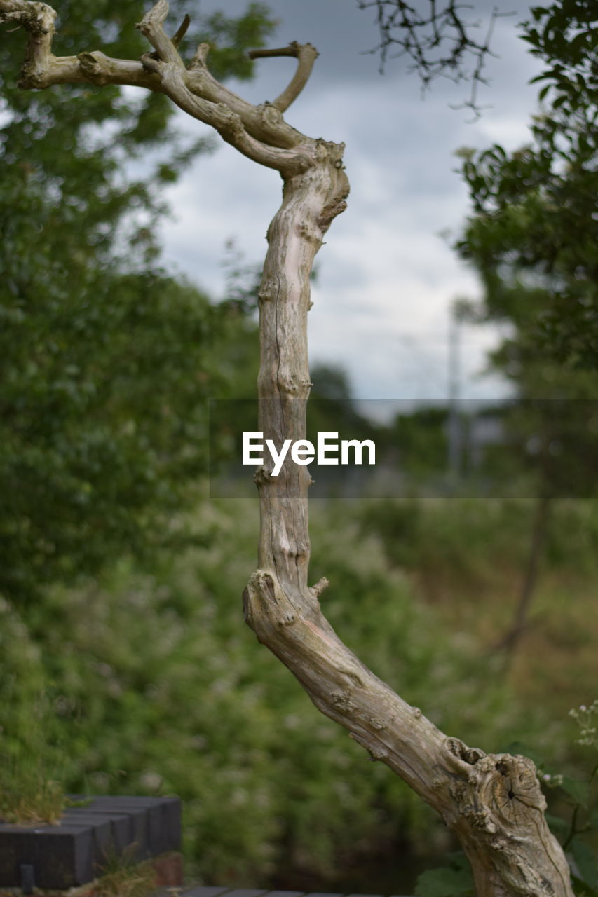 CLOSE-UP OF TREE TRUNKS