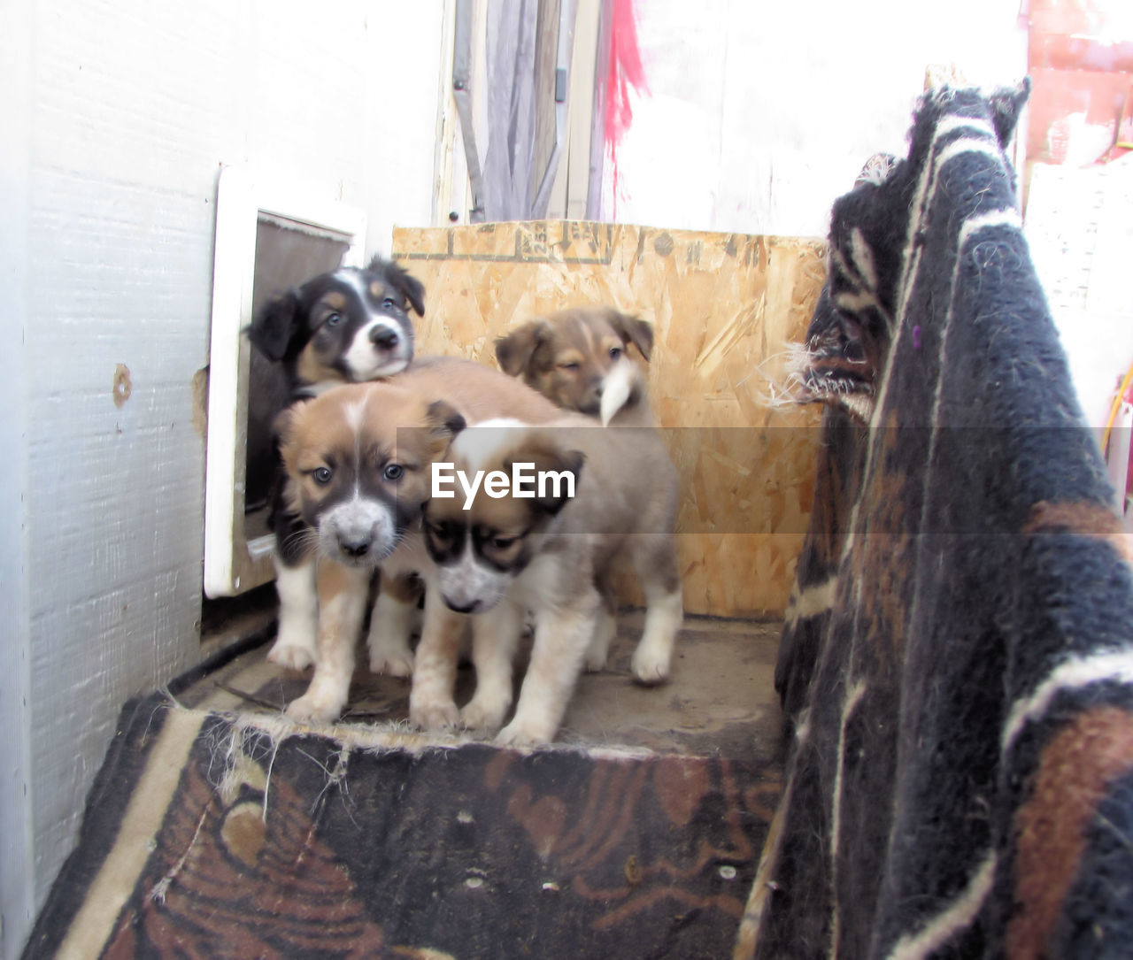 PORTRAIT OF DOGS OUTDOORS