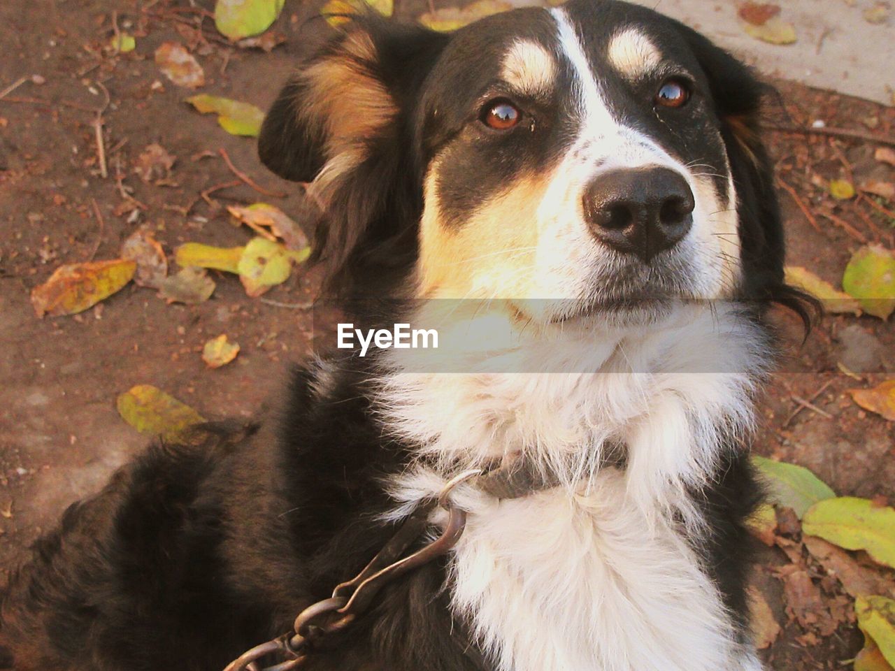 CLOSE-UP PORTRAIT OF DOG SITTING