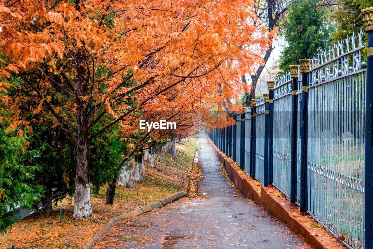 Street amidst trees in forest during autumn