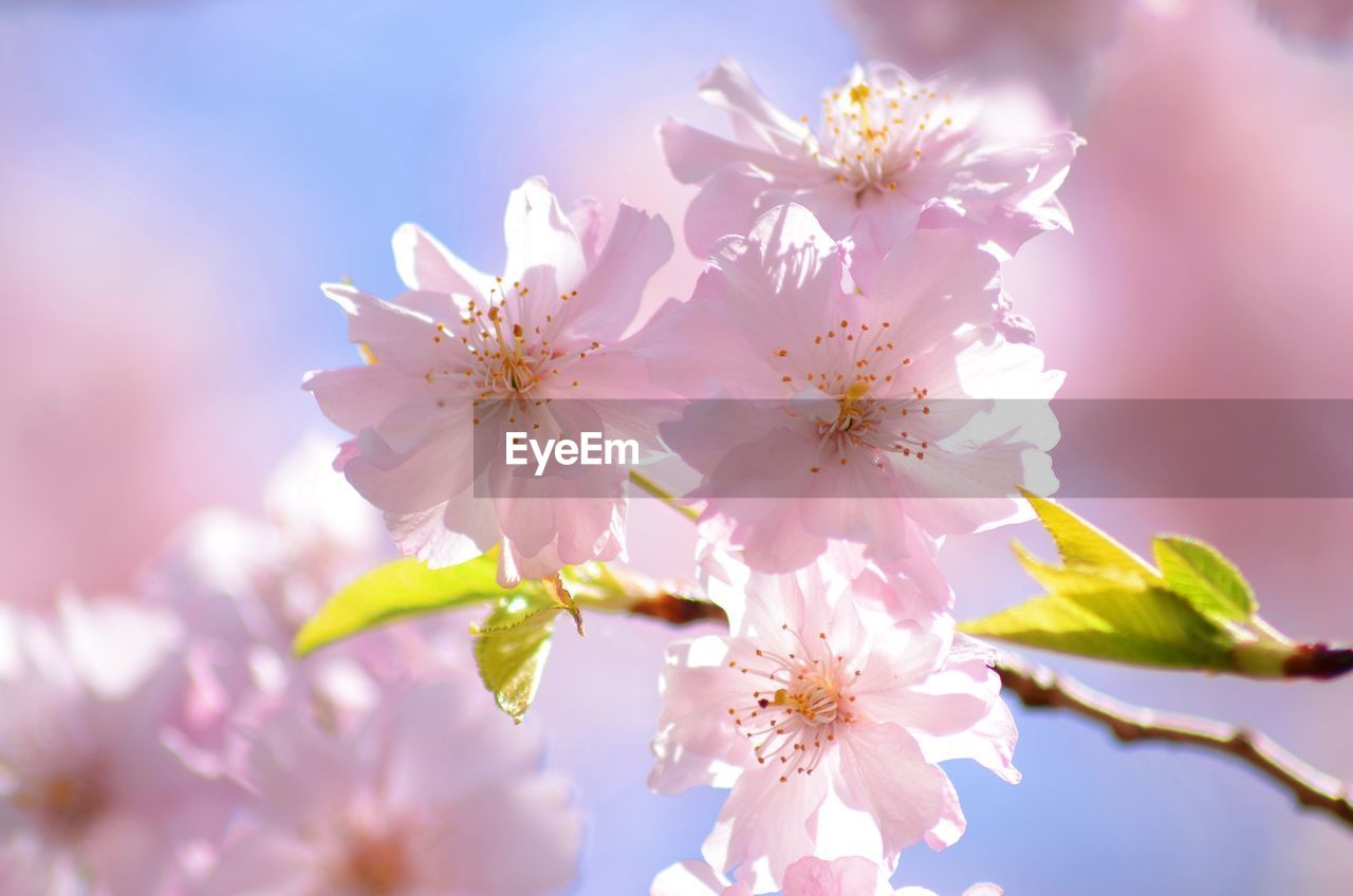 Close-up of pink cherry blossoms