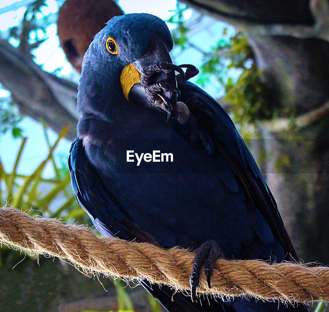 CLOSE-UP OF BIRD PERCHING ON A TREE