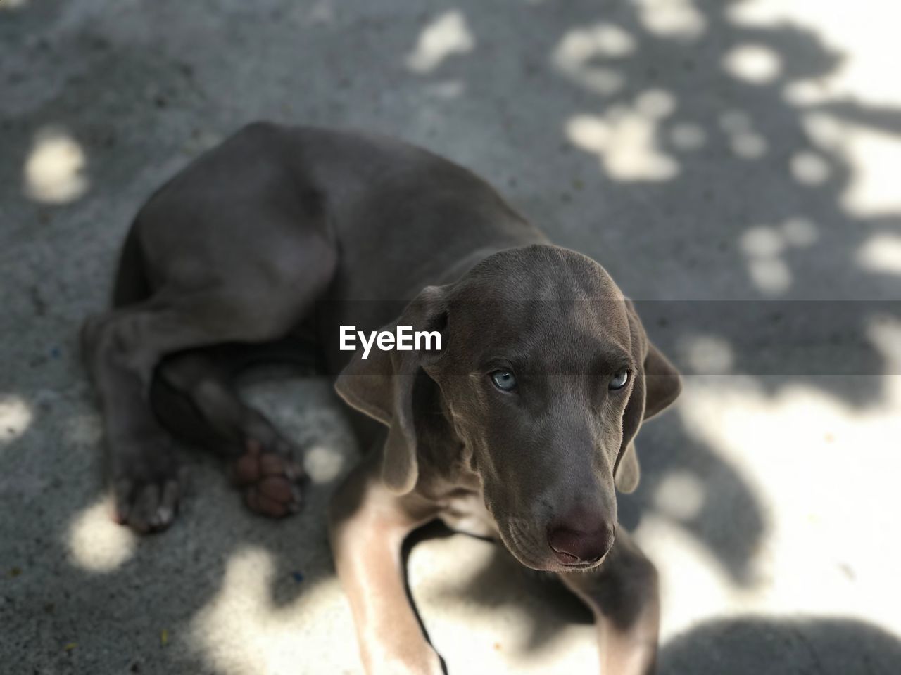 HIGH ANGLE PORTRAIT OF DOG RELAXING ON FLOOR