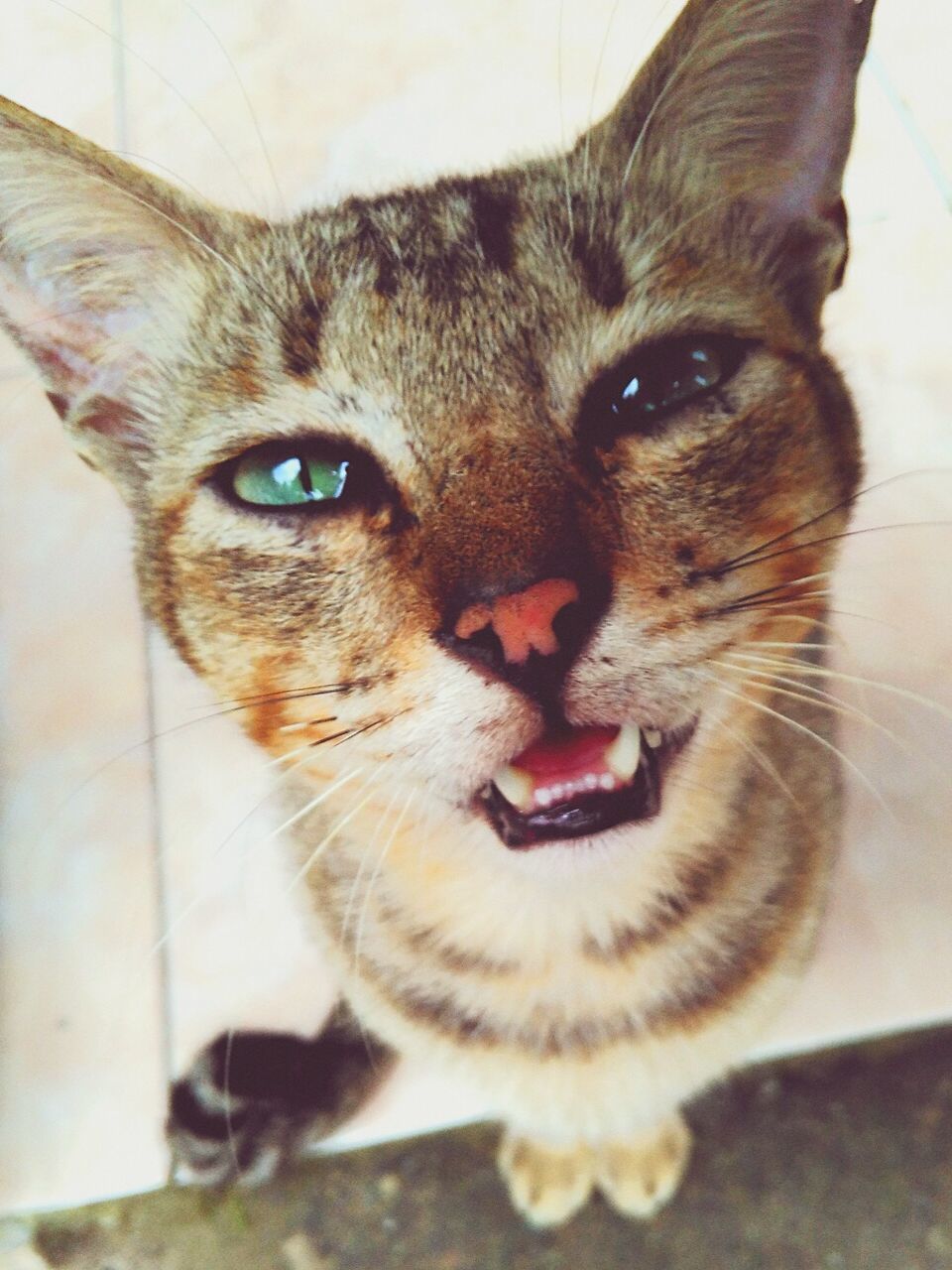 CLOSE-UP PORTRAIT OF CAT ON FLOOR