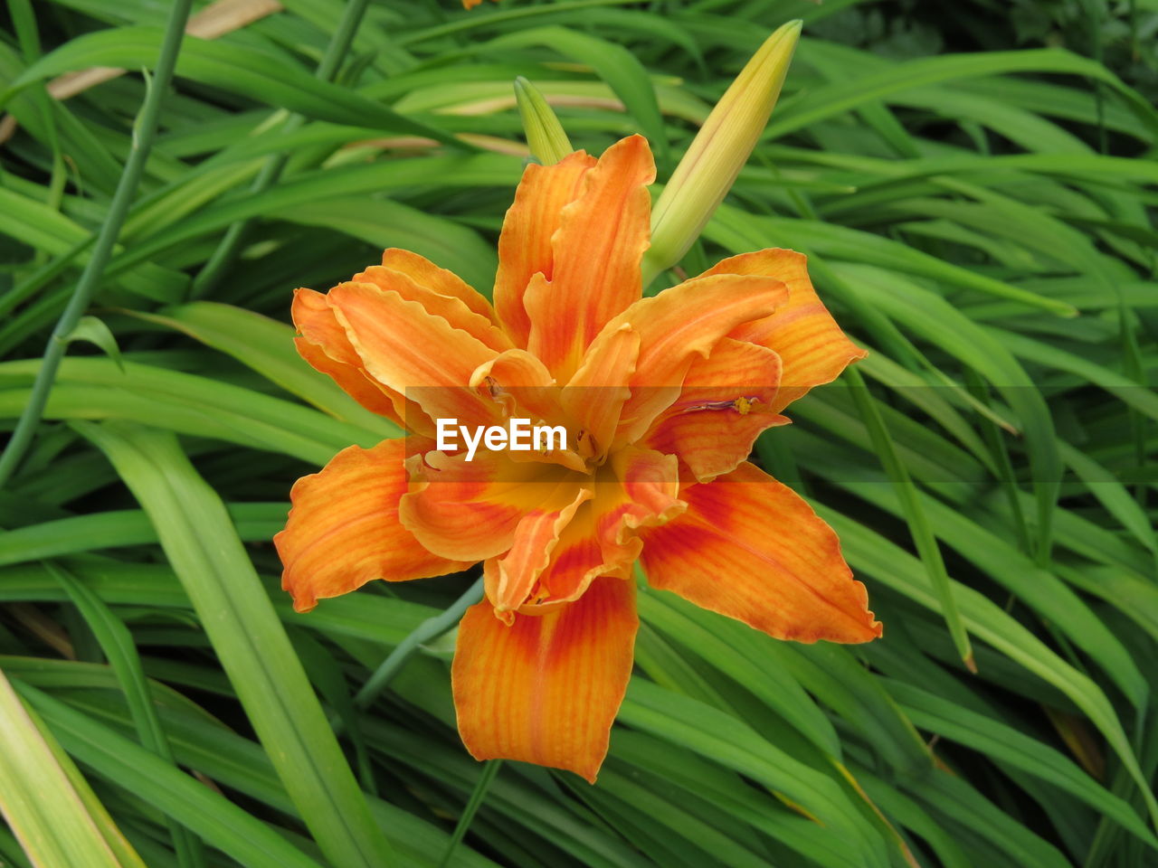 Close-up of day lily blooming on field