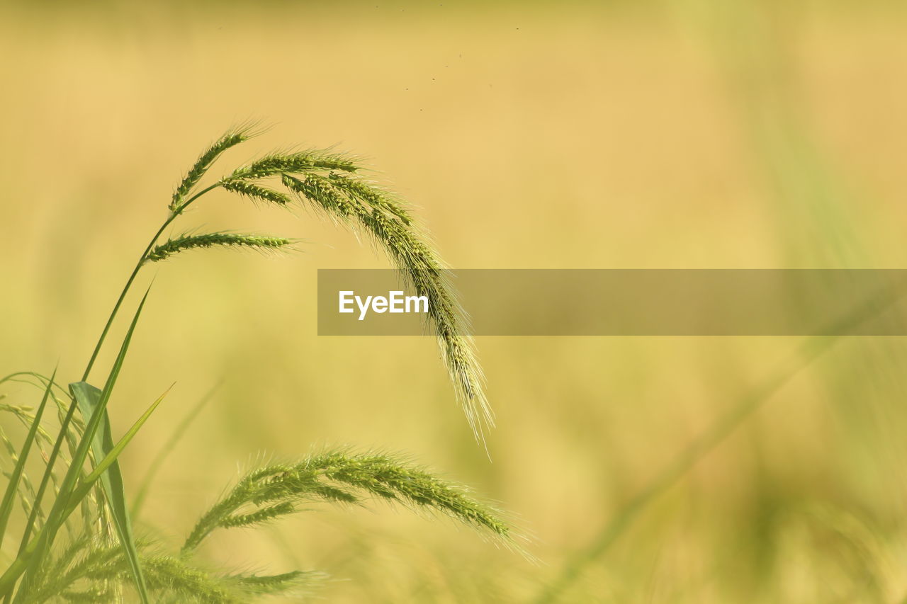 CLOSE-UP OF STALKS ON FIELD