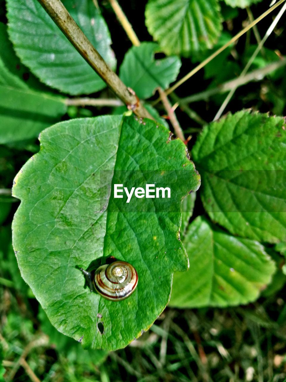 CLOSE-UP OF A SNAIL ON LEAF