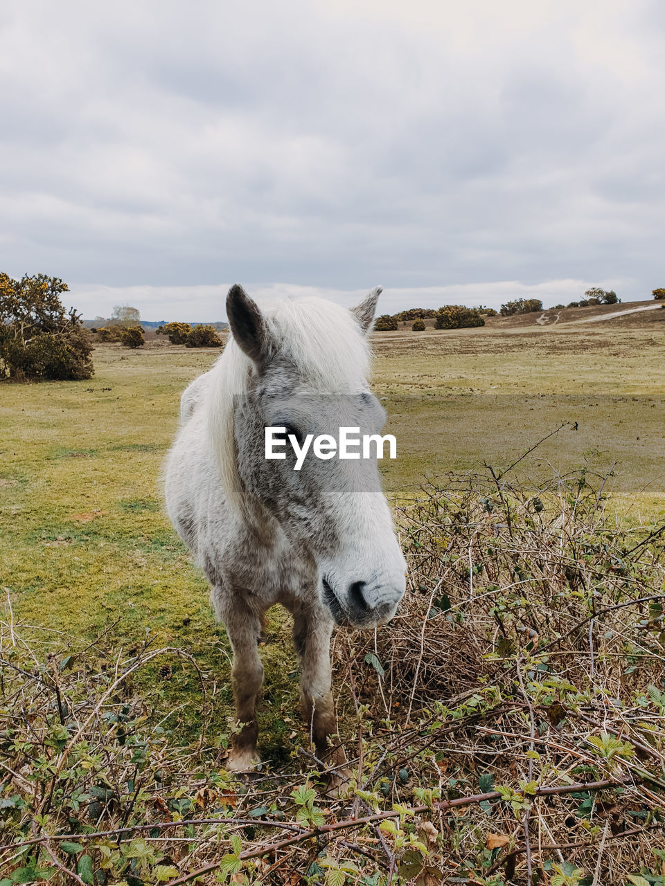 White new forest pony