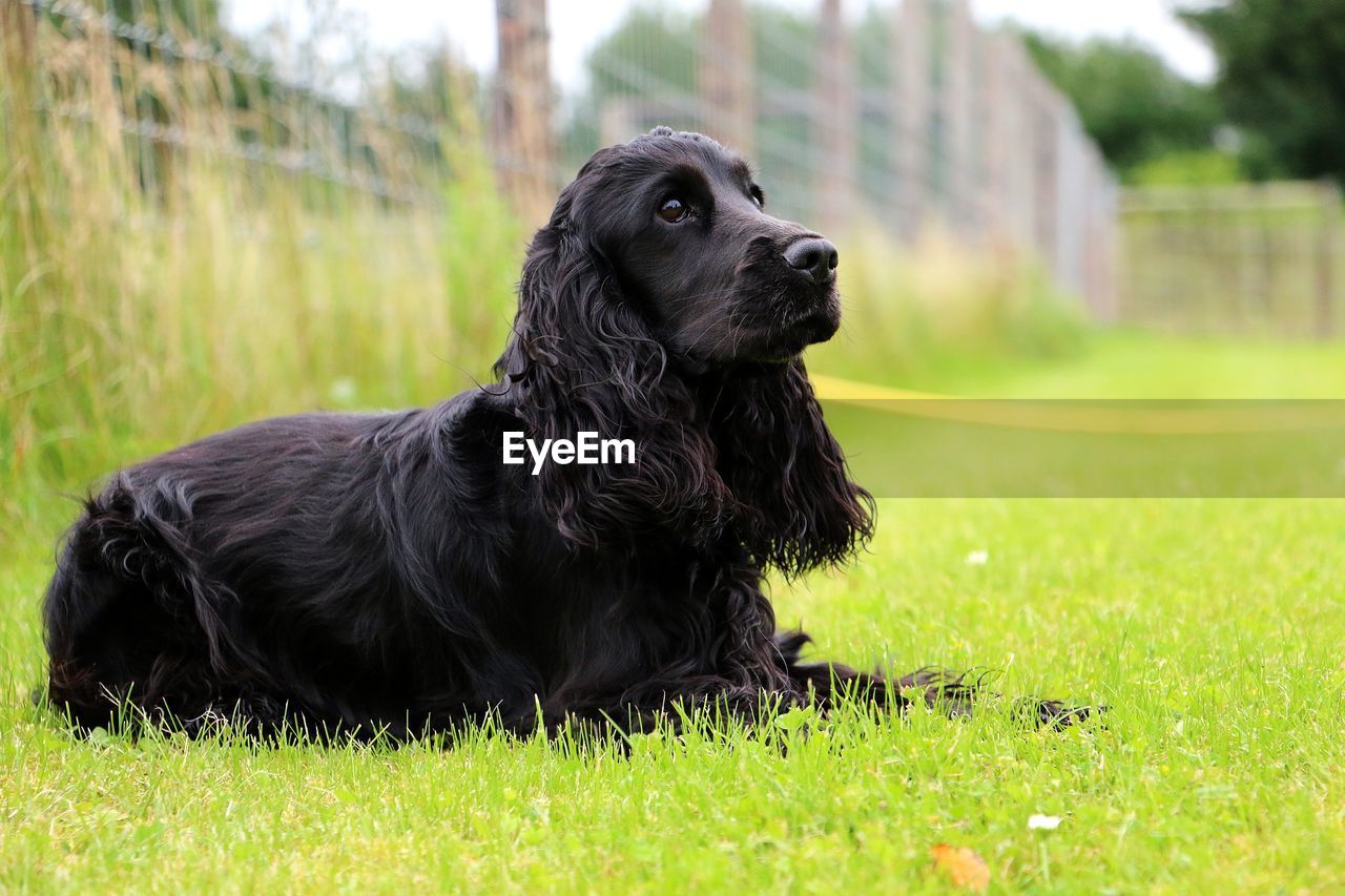 BLACK DOG LOOKING AWAY ON GRASS