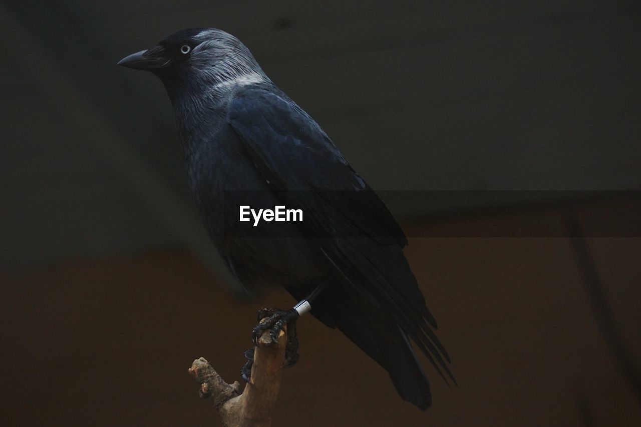 Close-up of bird perching outdoors
