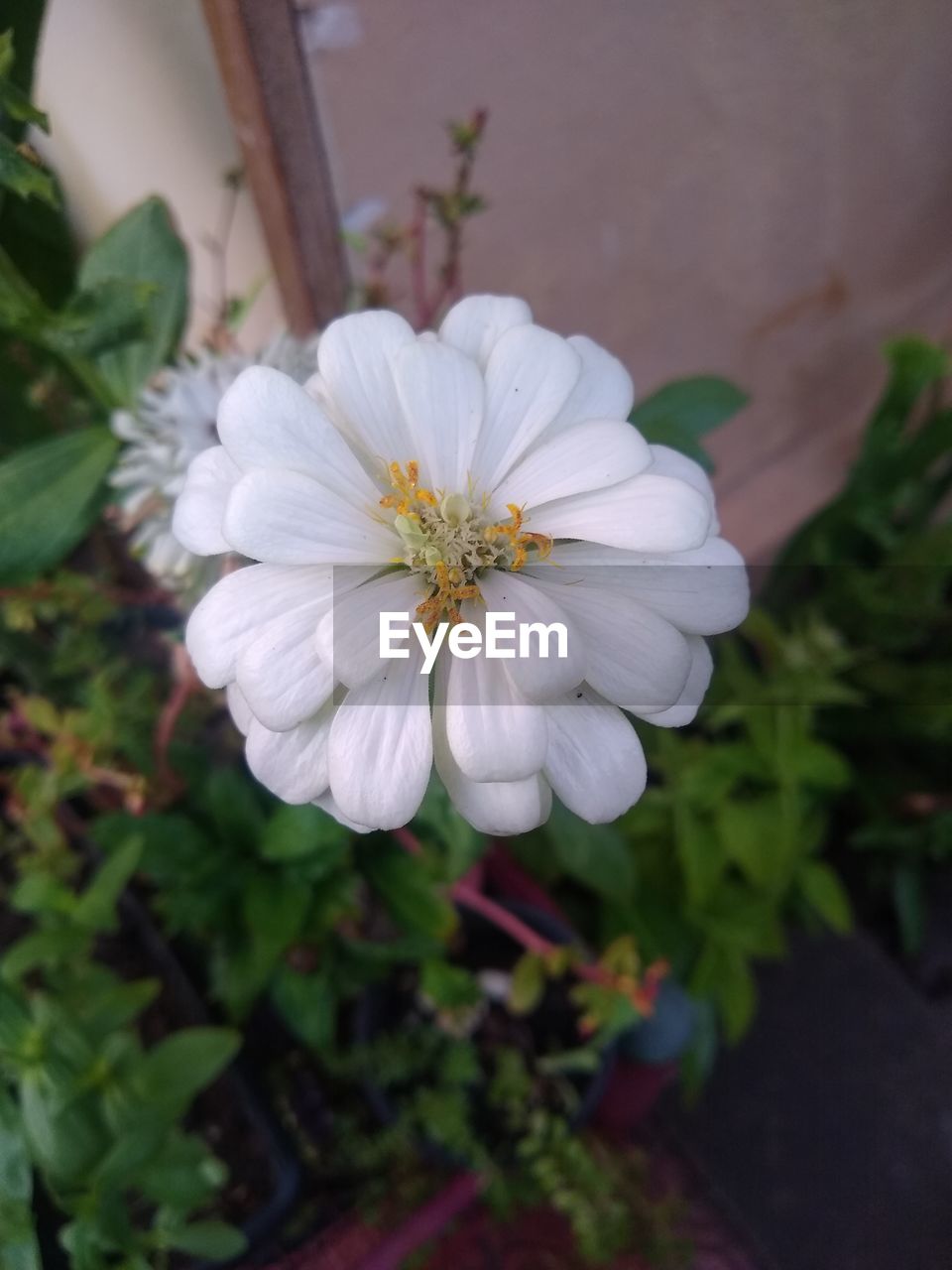 flower, flowering plant, plant, freshness, beauty in nature, close-up, fragility, flower head, petal, growth, white, inflorescence, nature, focus on foreground, no people, pollen, blossom, outdoors, botany, day, springtime