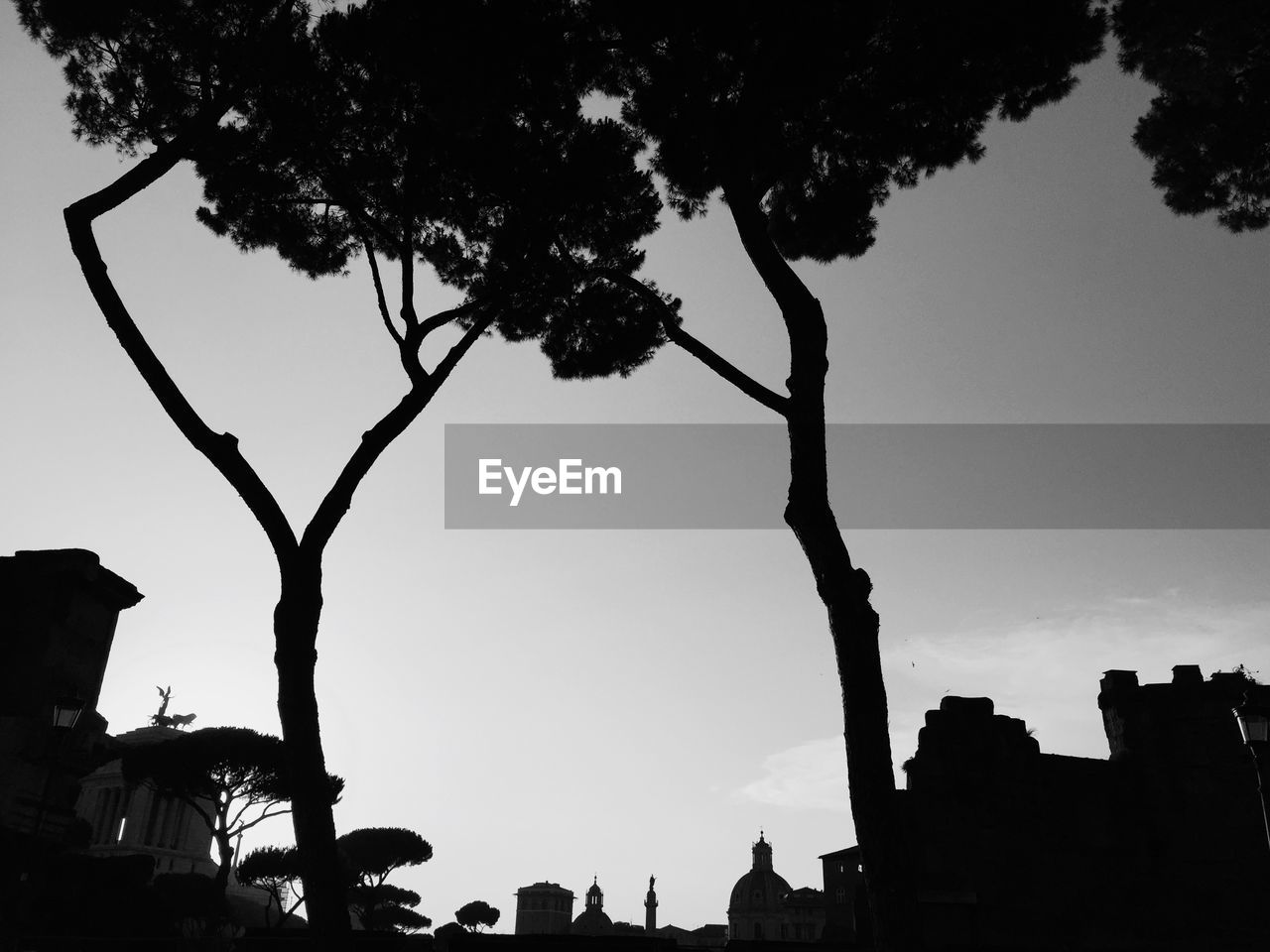 Low angle view silhouette trees against clear sky