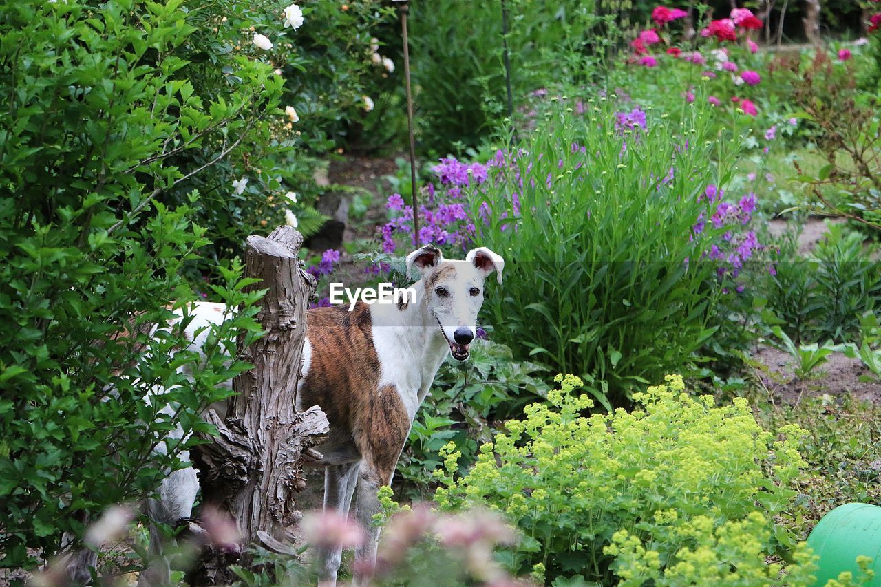 PORTRAIT OF CAT STANDING BY PLANTS