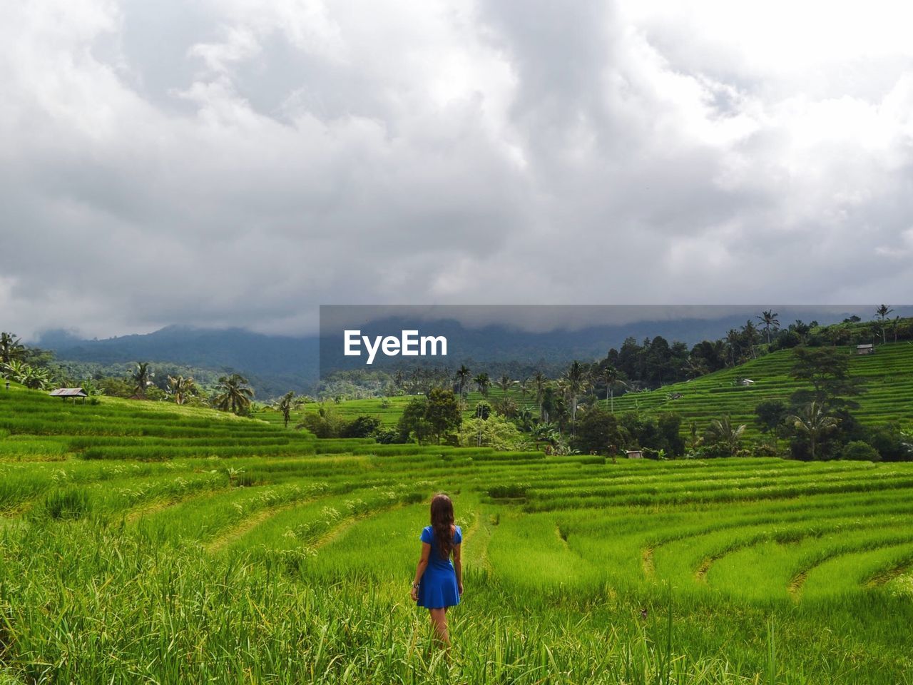 Rear view of woman standing in rice paddy against cloudy sky