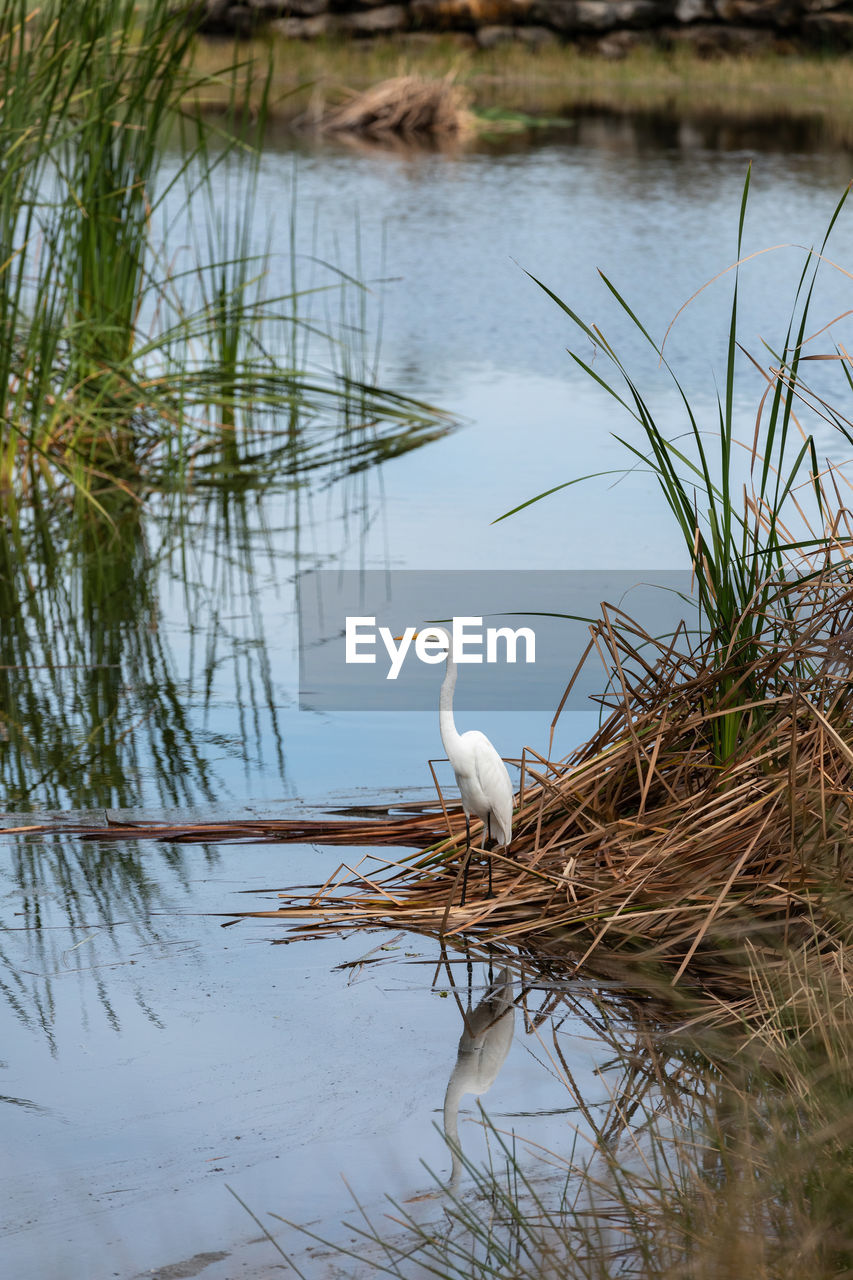 water, animal themes, animal, animal wildlife, wildlife, bird, wetland, nature, lake, one animal, reflection, no people, plant, water bird, marsh, heron, natural environment, day, beauty in nature, grass, outdoors, tranquility