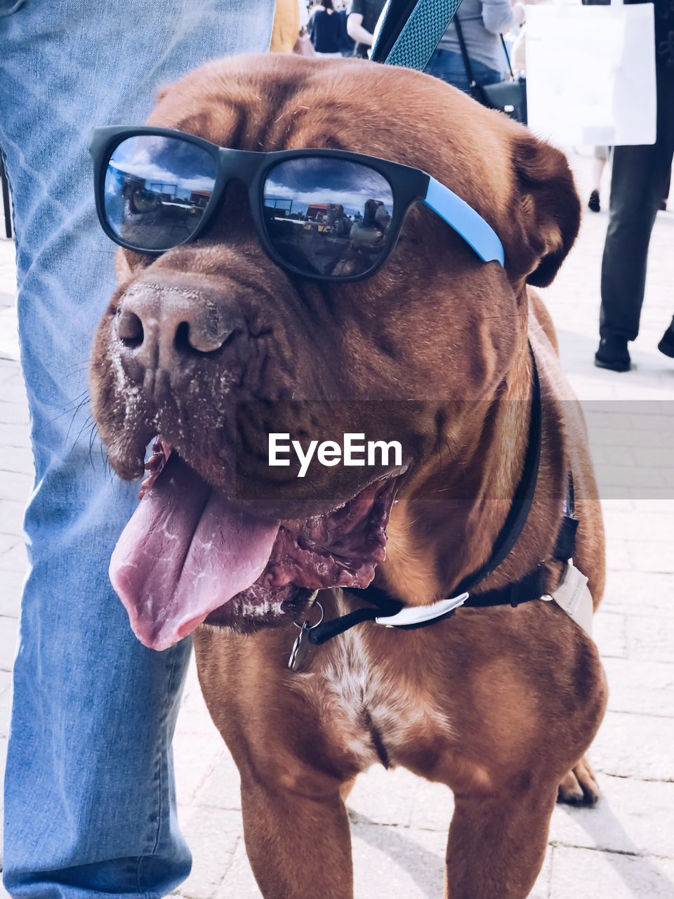 CLOSE-UP OF DOG WEARING SUNGLASSES WITH CAMERA