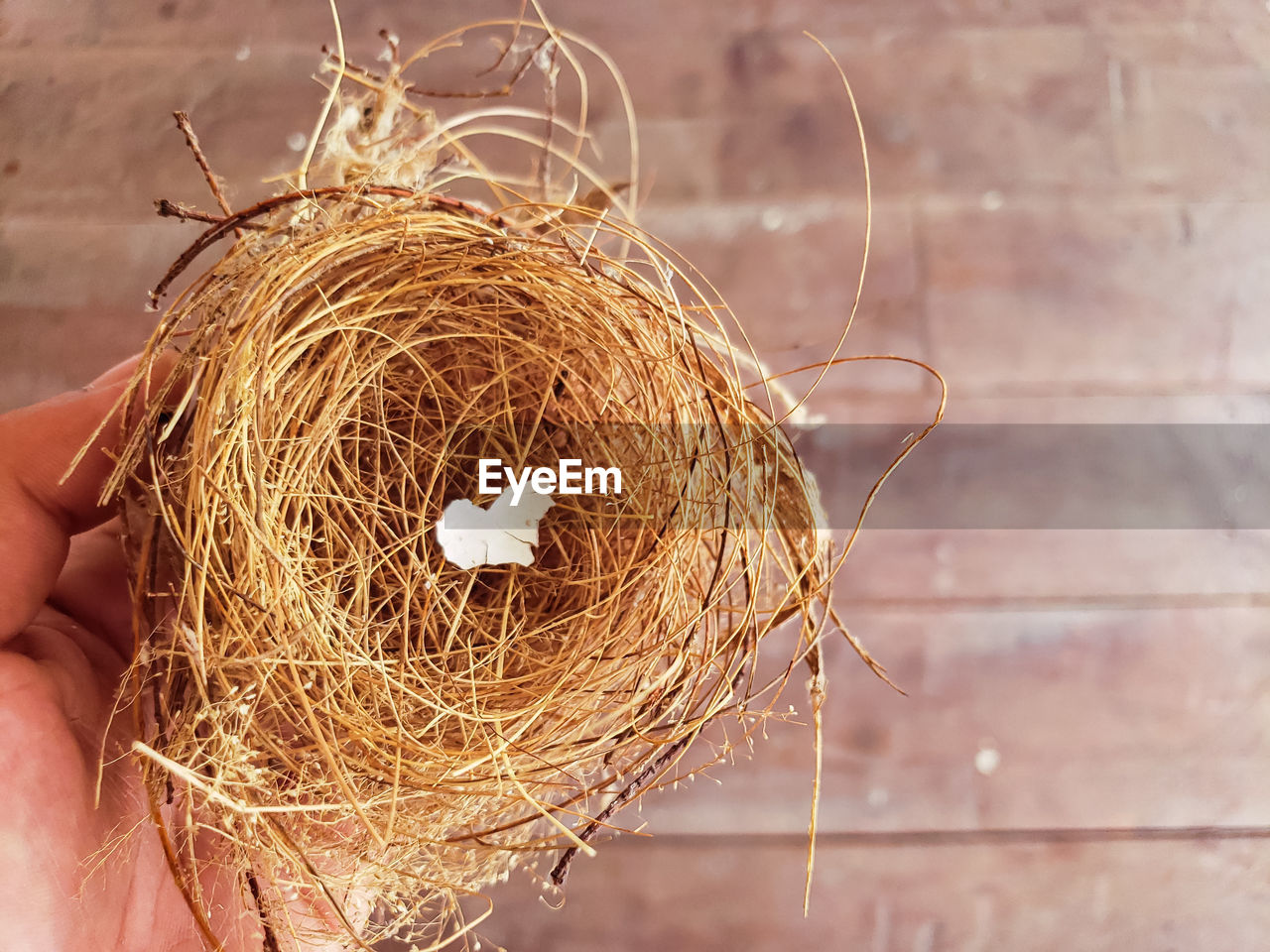 bird nest, hand, animal nest, nest, twig, branch, beginnings, nature, close-up, holding, bird, one person, day, outdoors, egg, focus on foreground, animal, animal themes, food, security, food and drink, protection, plant, fragility, animal egg