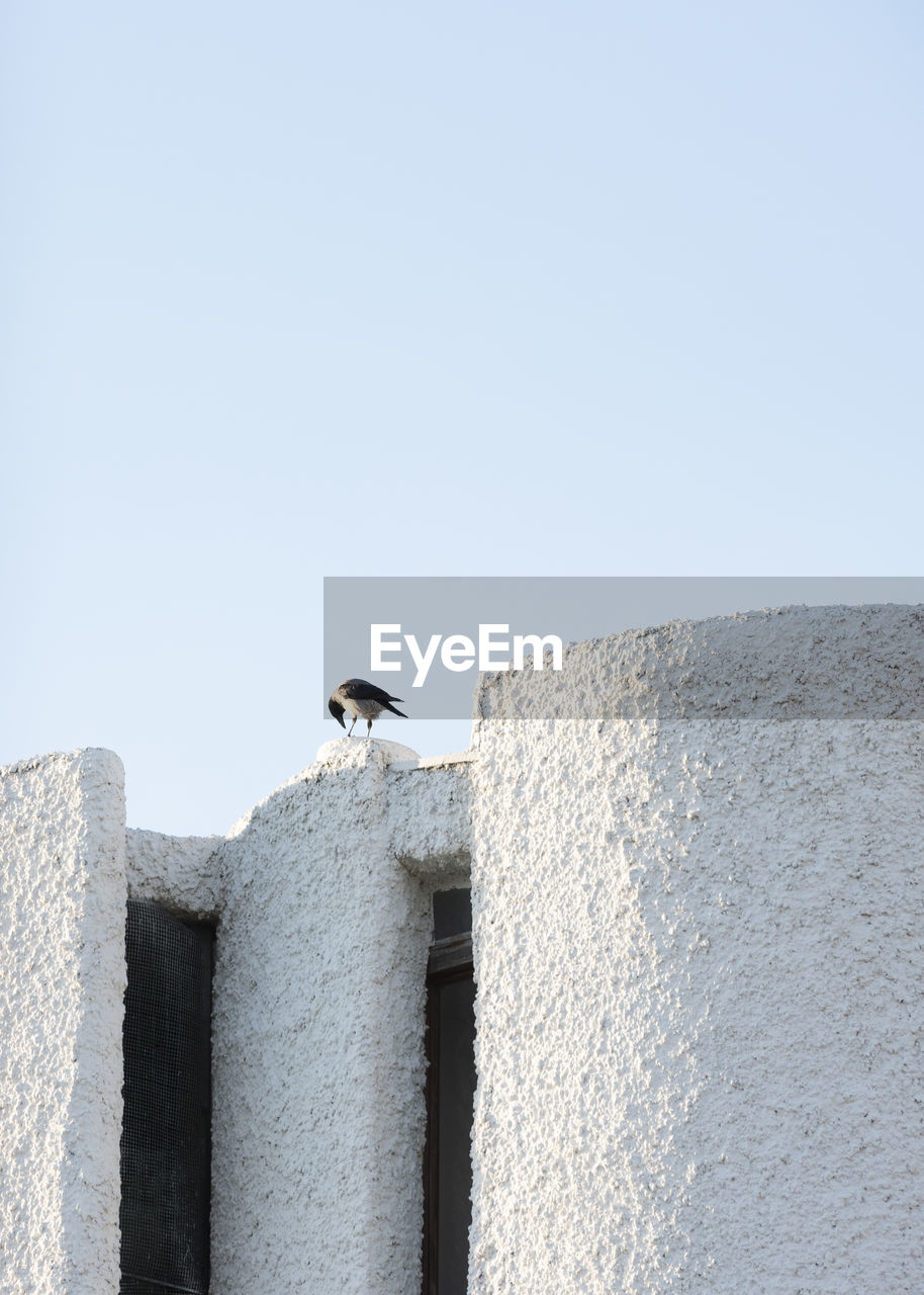 LOW ANGLE VIEW OF SEAGULL ON WALL