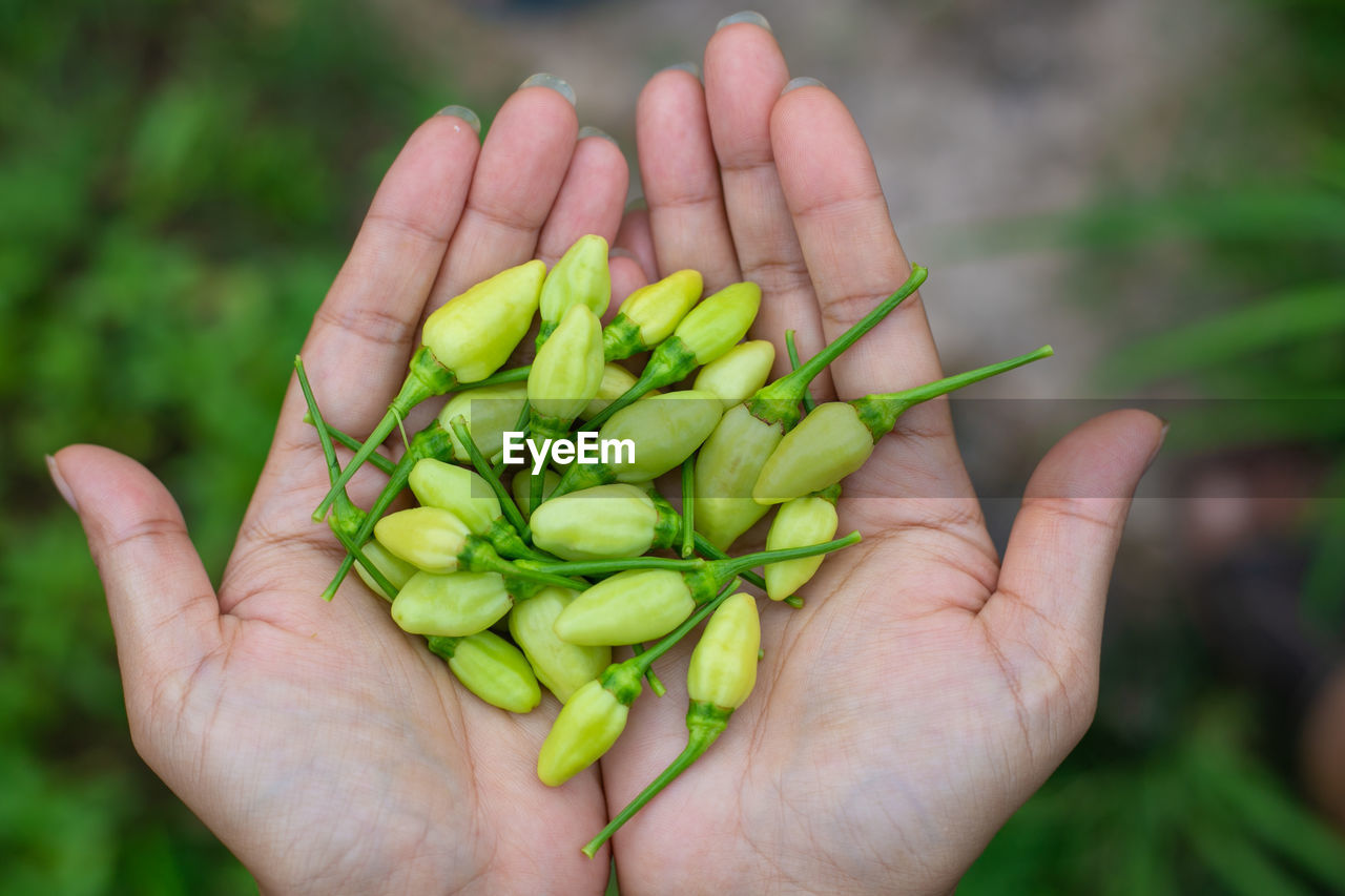 cropped hand of man holding plant