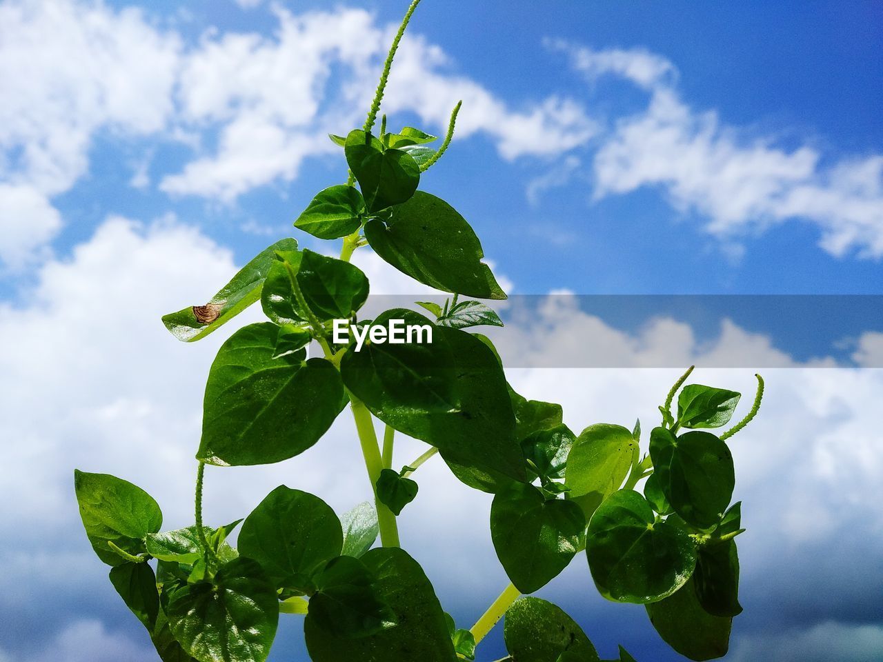 CLOSE-UP OF FRESH GREEN LEAVES AGAINST SKY