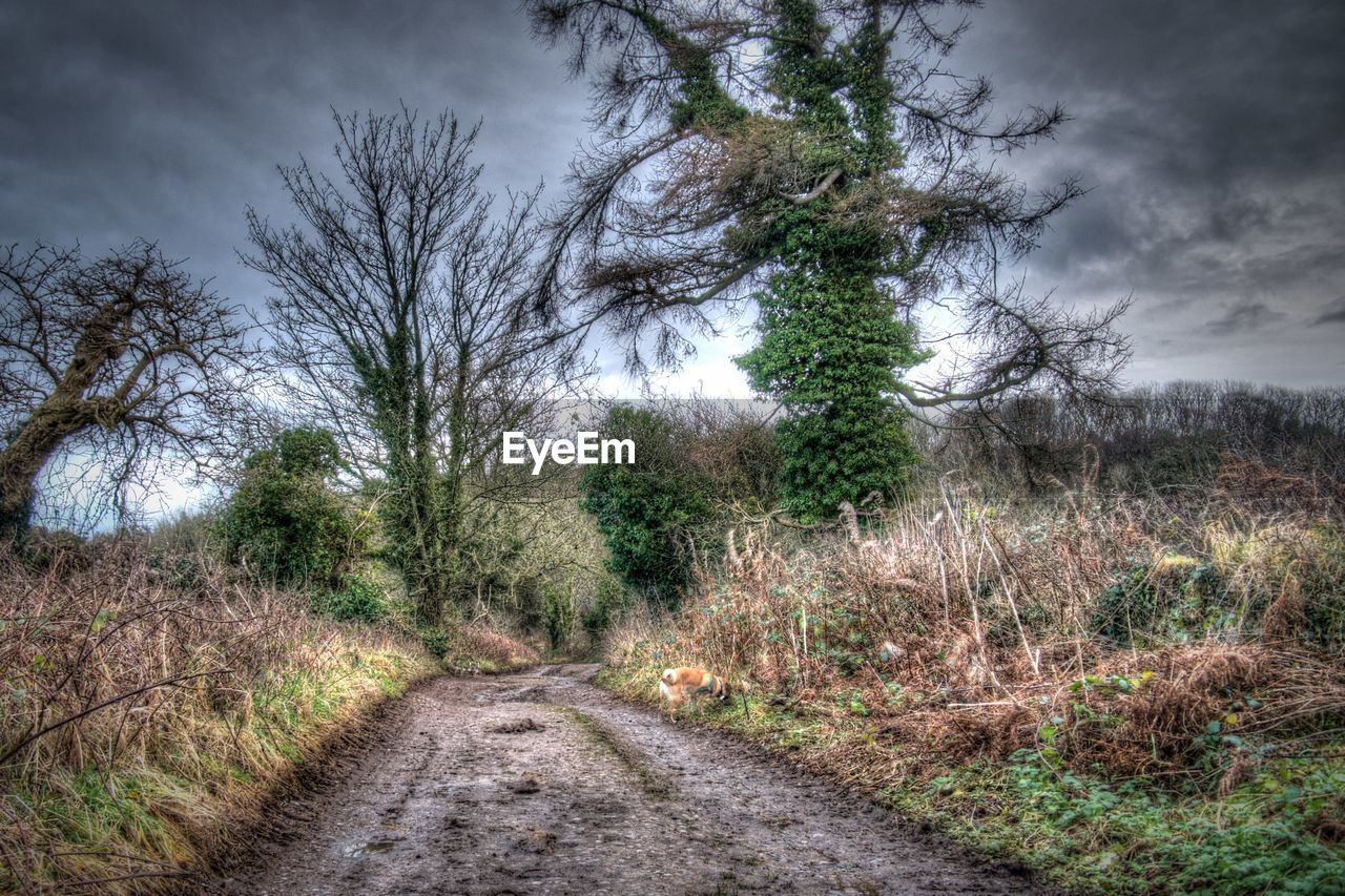 ROAD AMIDST PLANTS IN FOREST