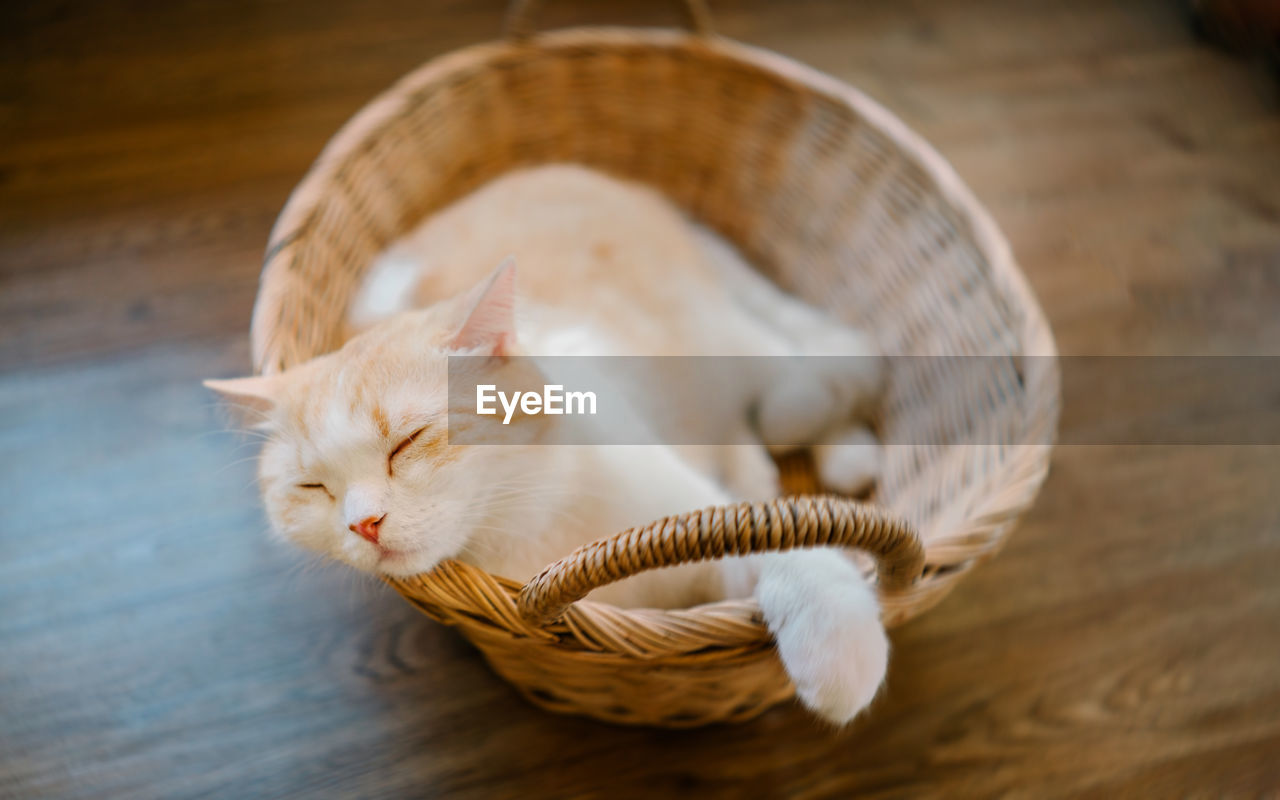 CLOSE-UP OF A CAT RESTING