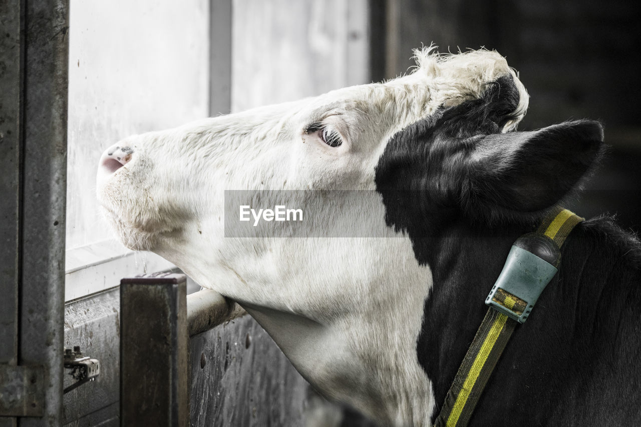 Close-up of cow looking though window in barn