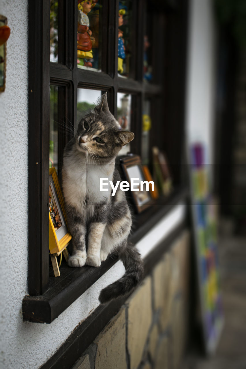 Cat sitting on window