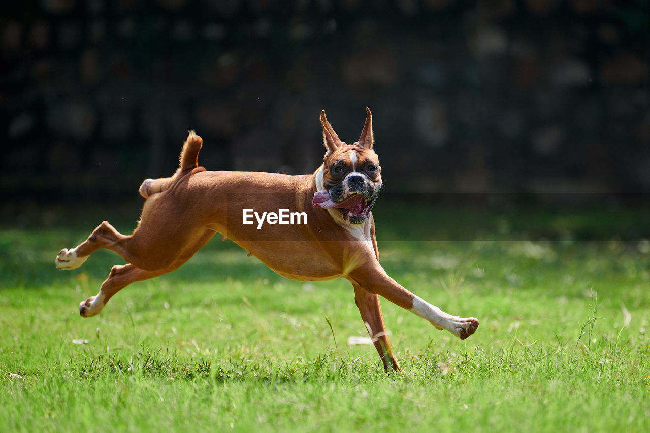 dogs running on grassy field