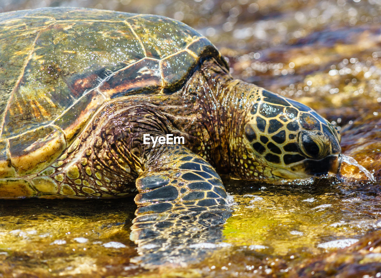 CLOSE-UP OF A TURTLE IN SEA