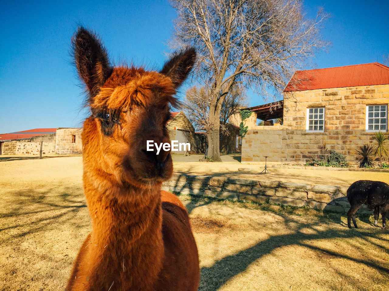 Alpaca close up in front of a building 