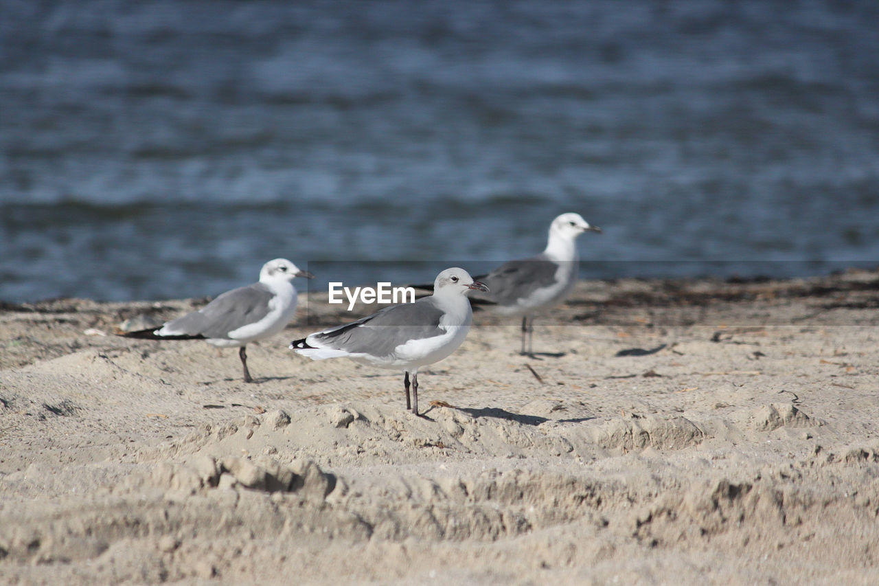 BIRDS ON SHORE