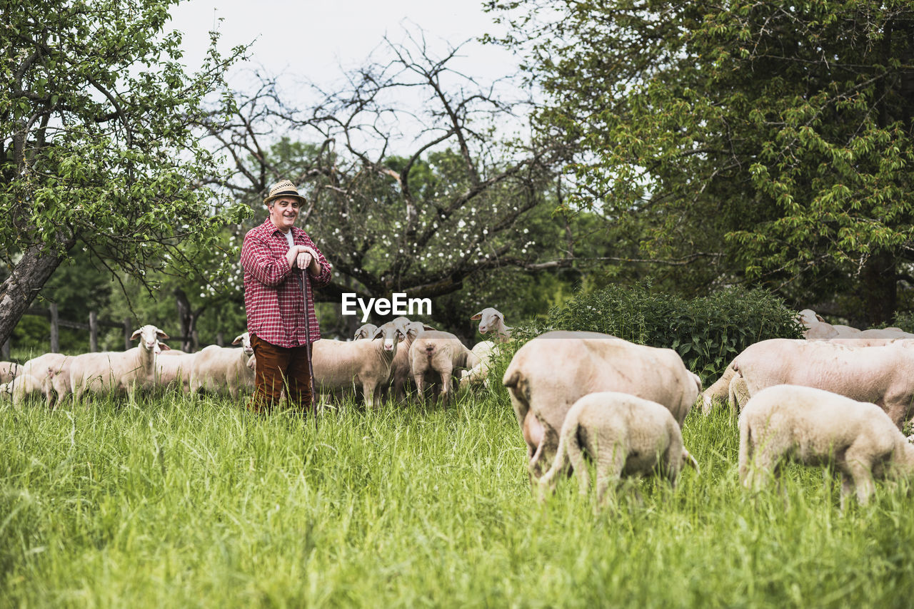 Shepherd with flock of sheep on pasture