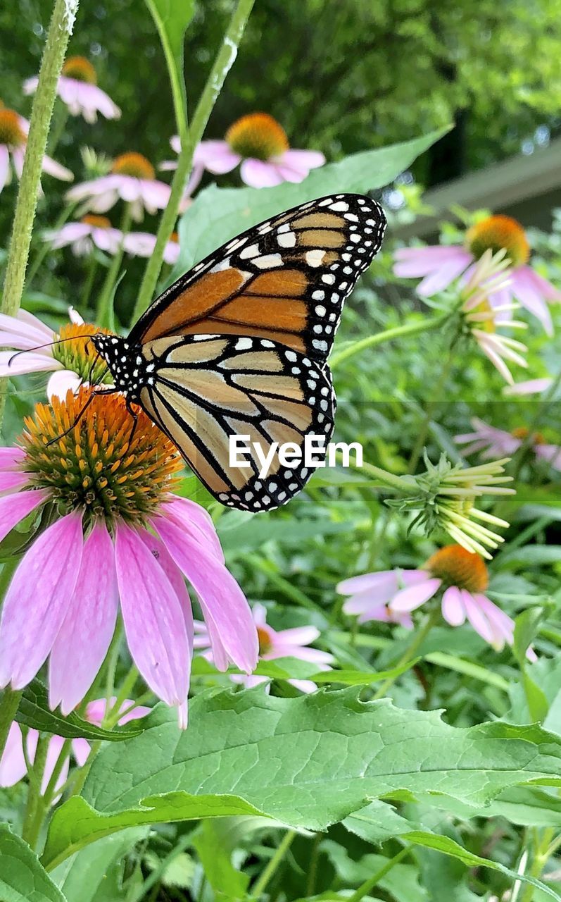Monarch butterfly on pink cone flower