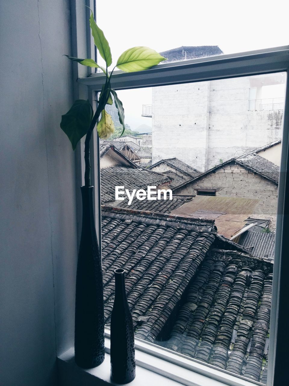 Potted plant on window sill