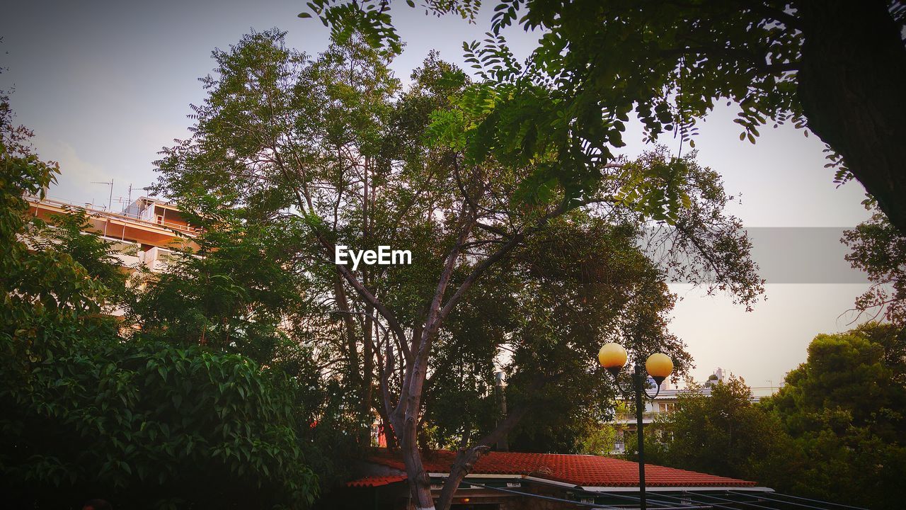 LOW ANGLE VIEW OF TREES AGAINST THE SKY