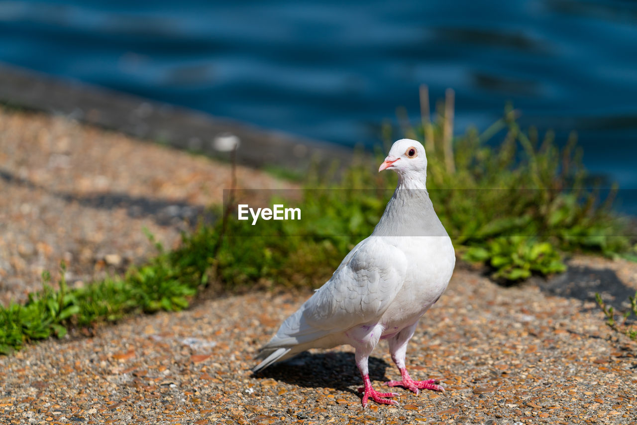 Close-up of bird perching on shore