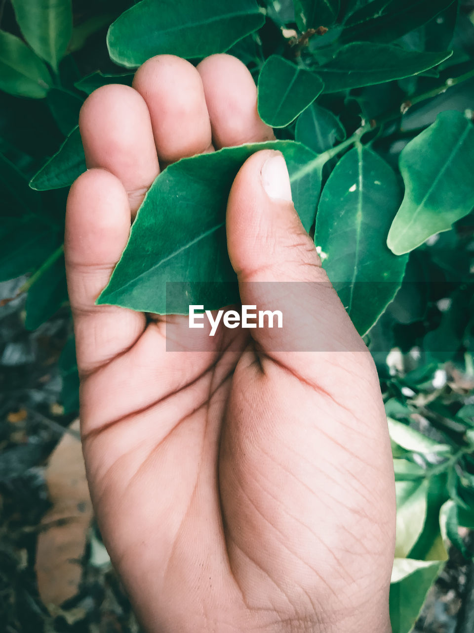 CLOSE-UP OF HAND HOLDING LEAF