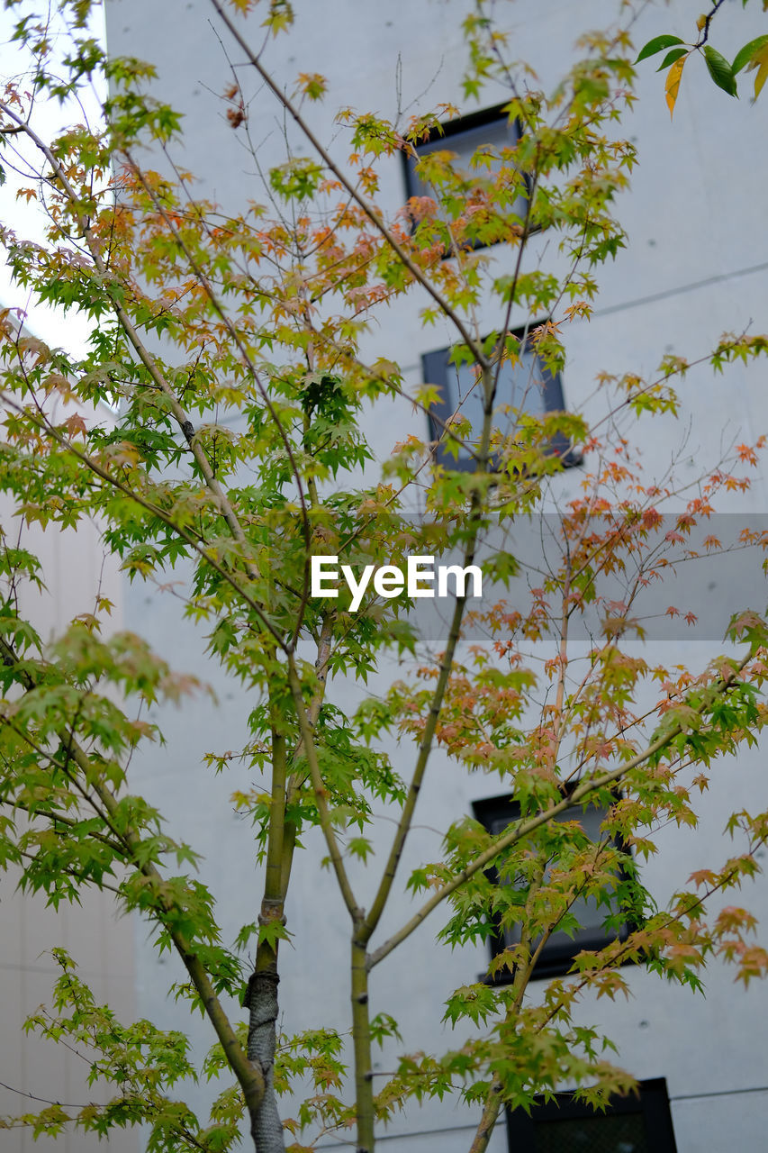 LOW ANGLE VIEW OF FLOWERING PLANTS ON TREE AGAINST SKY