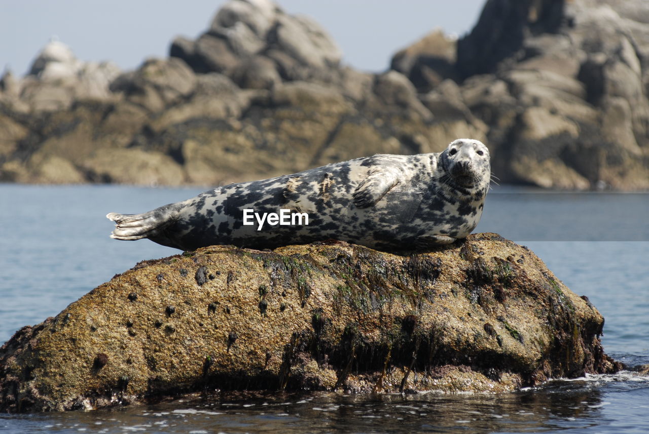 Seal on rock in sea